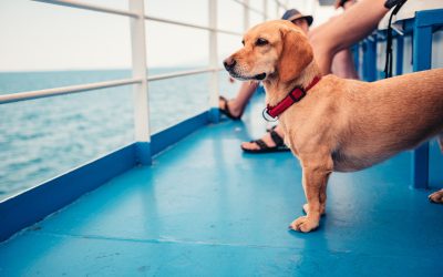 Viaggiare in traghetto con il cane: come gestire le tue e le sue esigenze?