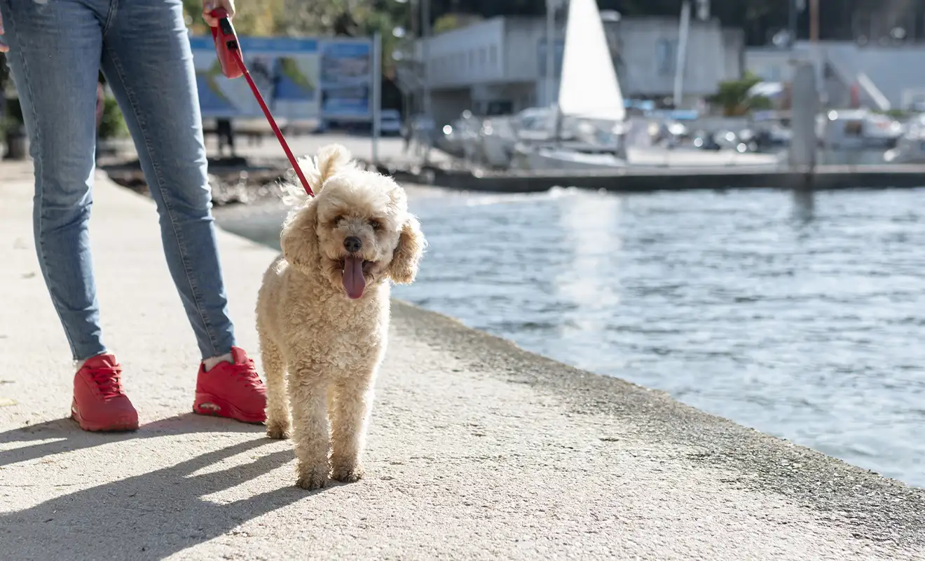 Viaggiare con il cane in traghetto: regole e consigli