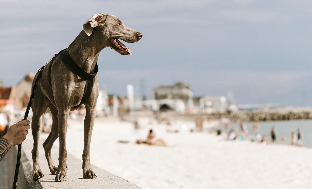 Le migliori spiagge dog-friendly tra Santa Teresa e Bonifacio