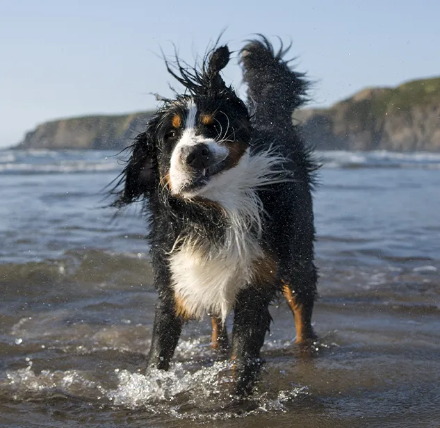 cane bagnato in spiaggia nel mare tra corsica e sardegna