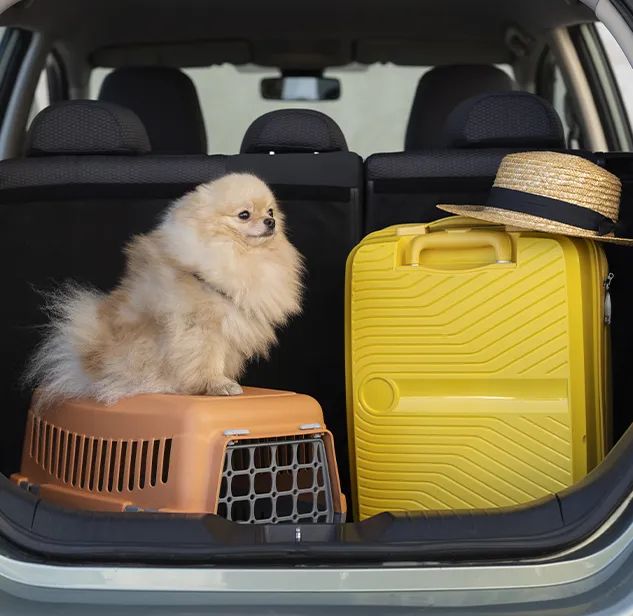 cane in auto sopra trasportino affianco ad una valigia gialla, pronto per imbarco in traghetto