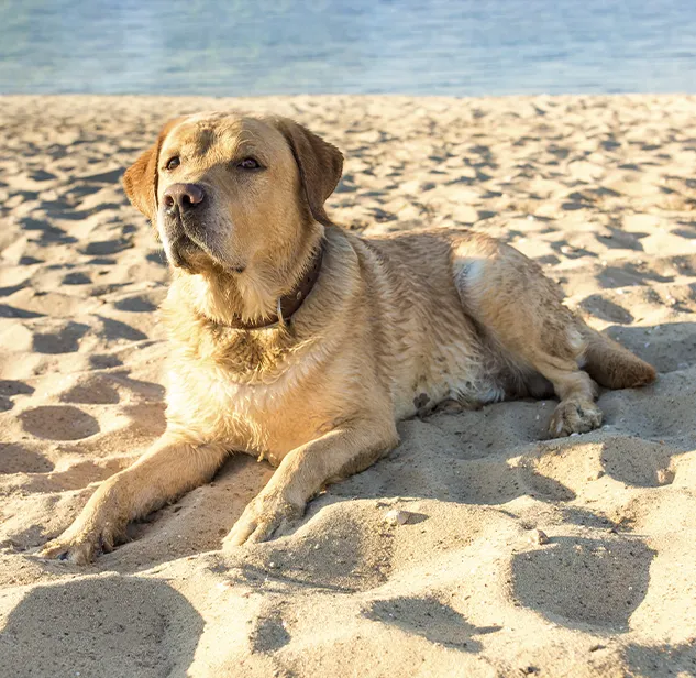 cane labrador sdraiato sulla sabbia di una spiaggia in corsica
