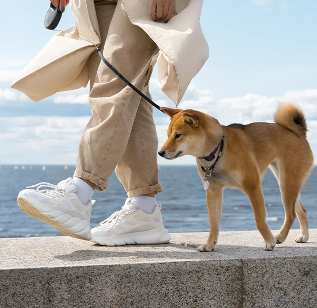 shiba inu a passeggio con padrone con guinzaglio con il mare in fondo