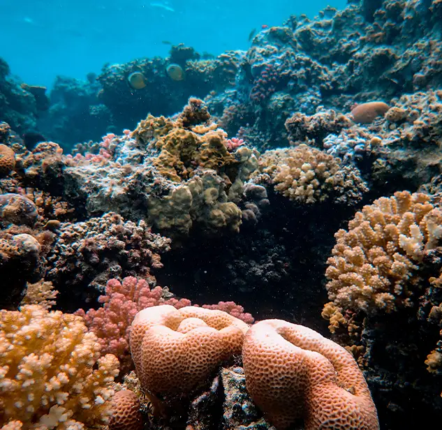 barriera corallina colorata diversita flora sottomarina