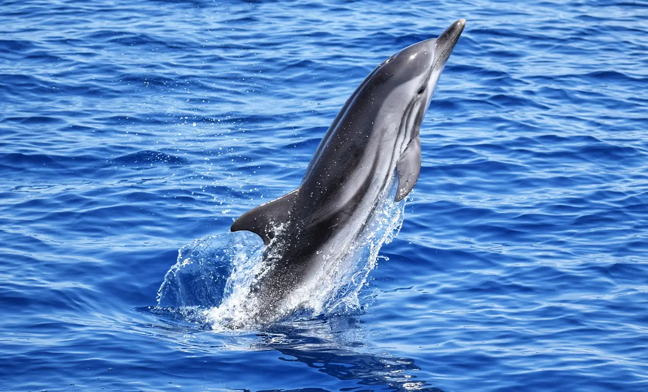 OndaVita 2025: Ichnusa Lines al fianco della sostenibilità ambientale